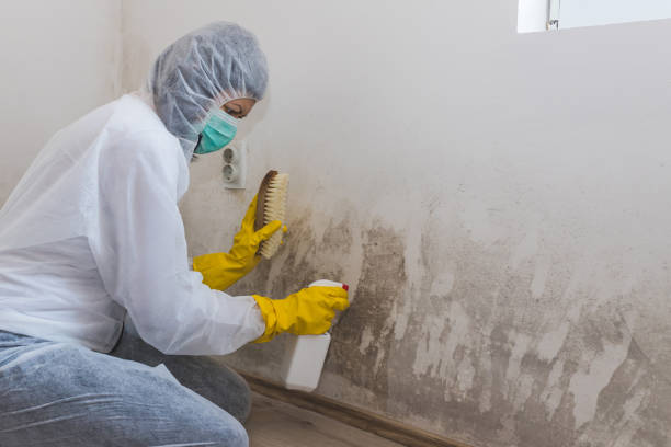 Professional Mold Removal in Hinton, WV