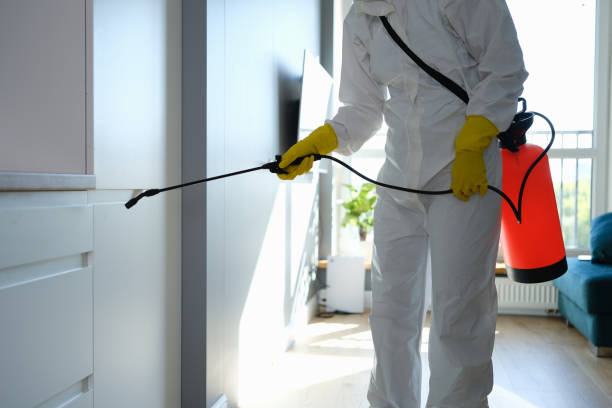 Best Fast Mold Removal  in Hinton, WV
