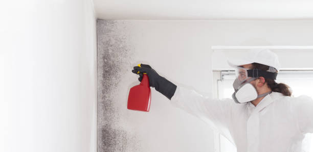 Attic Mold Removal in Hinton, WV