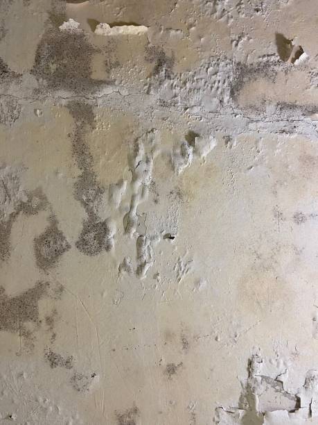 Trusted Hinton, WV Mold Removal Experts