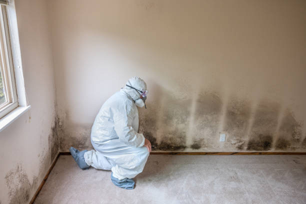 Best Certified Mold Removal  in Hinton, WV